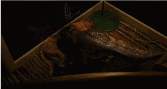 怪奇物语 第二季 IMDb8.9 烂番茄94% 豆瓣9.1_怪奇物语 第二季 斯皮尔伯格致敬 约翰卡朋特灵感_怪奇物语2